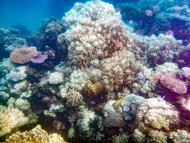Great Barrier Reef